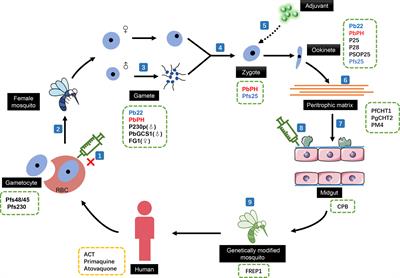 Transmission-Blocking Strategies Against Malaria Parasites During Their Mosquito Stages